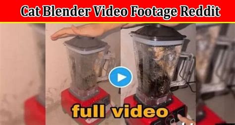 cat in the blender video twitter|Animal abuse videos go viral on Twitter, raising concerns